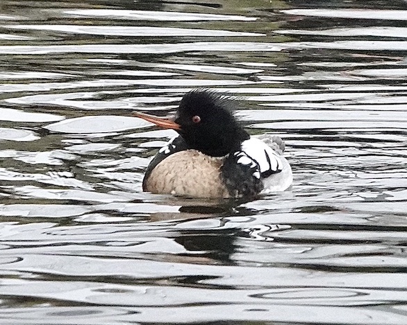 merganser